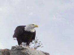MS TS Bald Eagle taking off slowly from rock edge / Boise, Idaho, United States Stock Footage