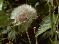 T/L CU Jack Go To Bed Seed Head opening, England Stock Footage