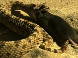 Medium Shot High Angle Slow Motion - Snake begins to eat a mouse / Costa Rica Stock Footage