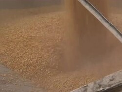 Close up of corn kernels being loaded into truck. Stock Footage