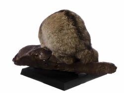 The wildcat (Felis silvestris) sitting against white background Stock Footage