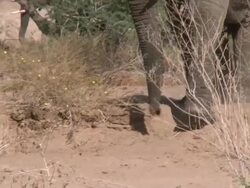 Desert Elephants (Loxodonta africana) walking, Ugab River Basin, Namibia: desert-dwelling population of African Bush Elephant though not distinct subspecies Stock Footage