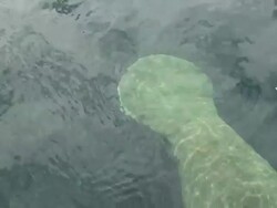 Manatees at the surface Stock Footage