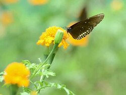 Butterflies eat pollen Stock Footage
