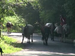 Still of Cows and a Man Riding on Horse Approaches Stock Footage