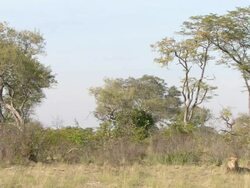 WS Shot of Male lion resting and observing surroundings / Okavango Delta, North West District, Botswana Stock Footage