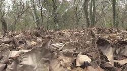 CLEAN : Top cocoa grower ICoast stung by caterpillar invasion News Clip