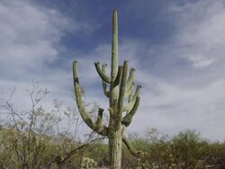 Saguaro National Park Stock Footage