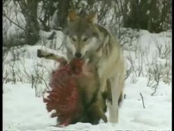 CU Grey wolf, Canis lupus, carrying half a goat, Arctic Circle Stock Footage