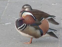 Pharaon ducks 6  1080/60i Stock Footage