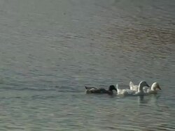 Ducks HD 1080p24 Stock Footage