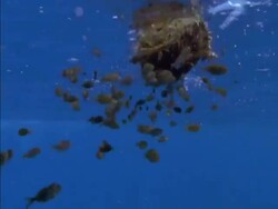 MS Low angle, Shoal of small fish swimming under floating coconut, Seychelles Stock Footage
