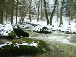 HD Forest Stream in Winter (4:2:2) Stock Footage