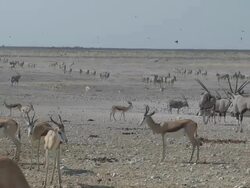 Etosha Stock Footage