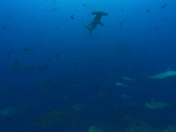 Hammerhead sharks, Costa Rica, Pacific Ocean Stock Footage