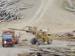 WS Tractor loading truck with felled logs in logging yard / Tawau, Sabah, Malaysia Stock Footage