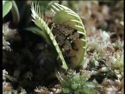 MCU Venus fly trap (Dionaea) catching scorpion fly Stock Footage