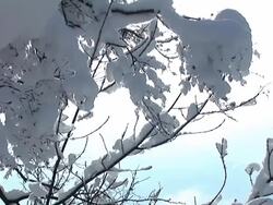 HD: Snow covered tree Stock Footage