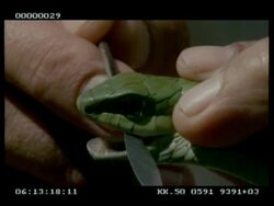 CU Boomslang's (male) fangs & extension of epiglottis and tongue - displayed by Keeper Stock Footage