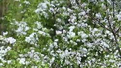 Panorama along the branches of the cherry blossoms. Stock Footage