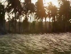 WS Palm trees in field at sunset, backlit Stock Footage
