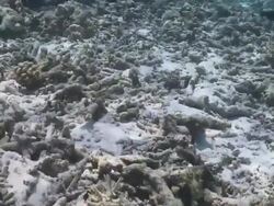 Track forward over damaged Hard Coral reef, Vaavu Atoll, The Maldives Stock Footage