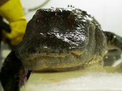 Market For Alligator Meat Booms In Florida Stock Footage