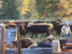 Ranchers sorting cattle in holding pens Stock Footage