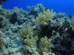 Coral And Fish Stock Footage