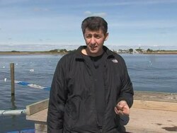 VOICED: New York's Oyster Bay gets its oysters back News Clip
