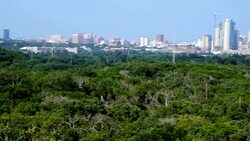 Vibrant Greenbelt Austin Texas Overlooking and Panning entire Central Texas City Panning from the Left side of the city with Capital State Building Stock Footage