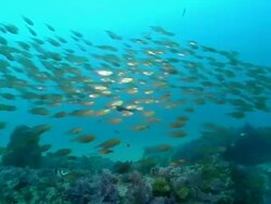 WS Shot of Slender sweeper school swimming between rocks covering with swaying seaweed / Matola, Maputo, Mozambique Stock Footage