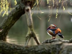 Mandarin Duck Stock Footage