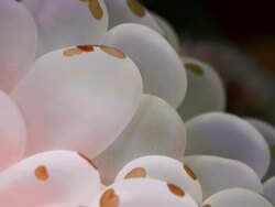 EXTREME CLOSE UP PINK BUBBLE CORAL WITH FLATWORMS Stock Footage