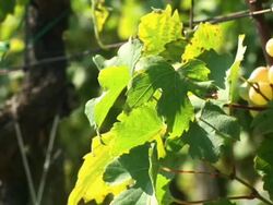 HD: White grape Stock Footage