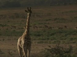 MS TS Giraffe walking  gazelles graze / Kenya Stock Footage