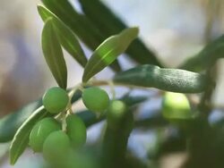 HD: Olive Tree Branches Shacked by Wind Stock Footage