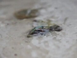 Hermit crab in the waves Stock Footage