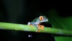 Costa Rica, nature and parks Stock Footage