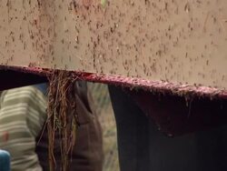 Cranberries being unloaded from truck News Clip