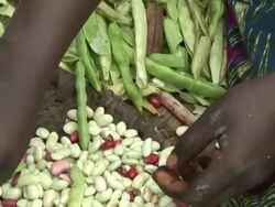 Detail of a woman peeling green bean Stock Footage