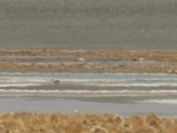 WS View of Vicunia, Vicugna vicugna grazing in heat haze on altiplano in Andes mountains / San Pedro de Atacama, Norte Grande, Chile Stock Footage