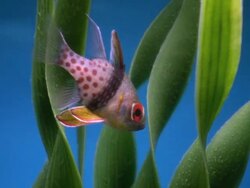 Fish, Spotted Cardinalfish, Sphaeramia nematoptera, HD Stock Footage