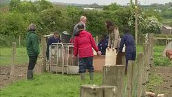 Catherine, Duchess of Cambridge visits a Farms for City Children project with author Michael Morpurgo News Clip