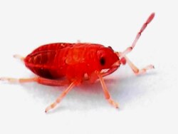 Small Firebug PAL Stock Footage