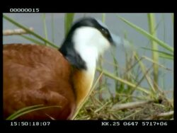 BCU African jacana on nest with eggs, adding to nest, stands to reveal brown, marbled eggs Stock Footage