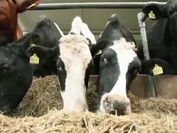 Cows in barn Stock Footage