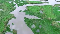 Looking straight down above Swamp Wetlands Old River and Lost lake Delta Area Stock Footage