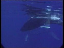 MS underwater view of Humpback Whale, Megaptera novaeangliae, swimming on its side, Tonga Stock Footage