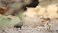 Hens are brought chick ferret food. Stock Footage